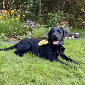 POMÁHÁME VODÍCÍM PSŮM - PODPORA BÁRTA